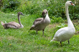 Waiting for car service and swans in Brno - Holasky