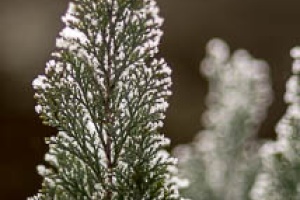 Frozen tree branches