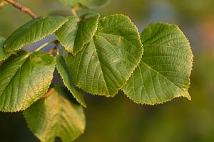 Leaves in detail