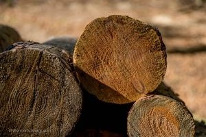 Trunks in the forest