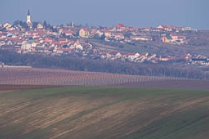 Vineyards Velke Pavlovice in the end of the winter