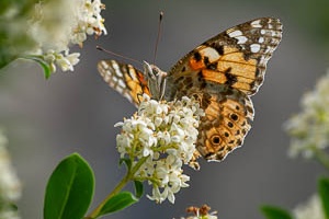 Butterfly sitting on syringe flower next to my terrace
