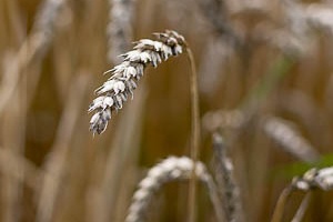 Field with ears of wheat in detail