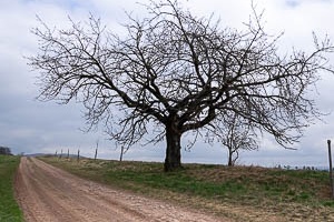 Landscape with a tree