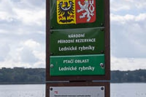 Lednice pond duck and swans