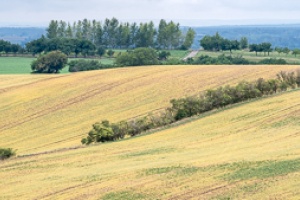 Moravian Tuscany trees and field waves in the late summer