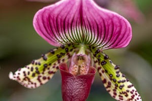 Exhibition of orchids in Vienna