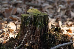 Wildlife on higher ISO