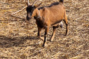 Spilberk and Cathedral of St. Peter and Paul
