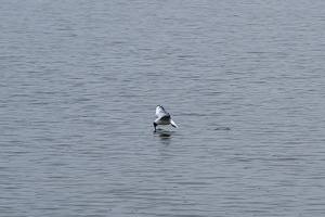 Birds fishing in the pond near Dubnany