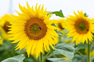 Sunflowers in the field