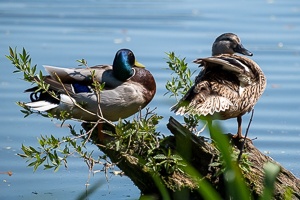 Wild Ducks at Peace in the Dubnany Waters