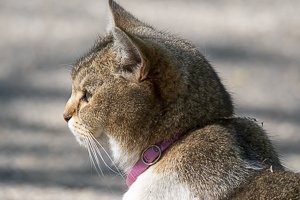 Curious Cat Wandering Through Spring Park