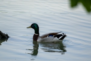 Ducks at Tovacov pond