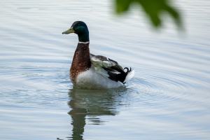 Ducks at Tovacov pond