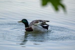 Ducks at Tovacov pond