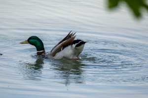 Ducks at Tovacov pond