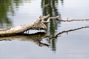 Waiting for car service and swans in Brno - Holasky
