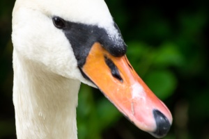 Waiting for car service and swans in Brno - Holasky