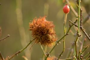 Hady, cones on the street