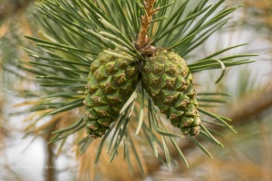 Hady, cones on the street