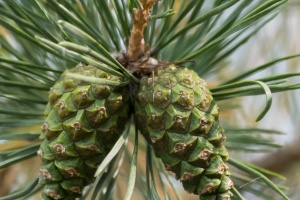 Hady, cones on the street