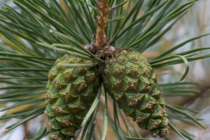 Hady, cones on the street