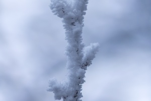 Frozen tree branches