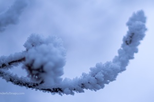 Frozen tree branches
