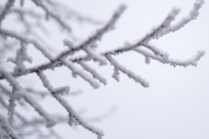 Frozen tree branches