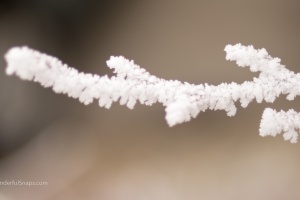 Frozen tree branches