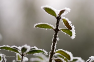 Frozen tree branches