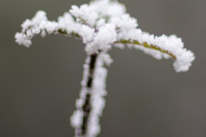 Frozen tree branches