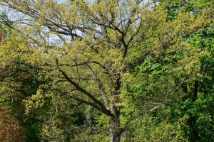 Moravsky Krumlov Castle garden and trees