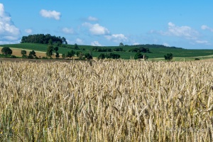 Petrovicky, Nemcice, Radochovy