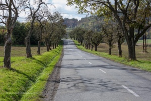 Road and trees upon a way home