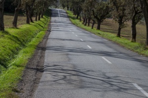 Road and trees upon a way home