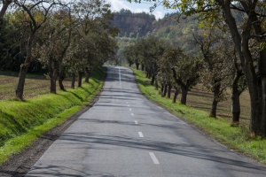 Road and trees upon a way home