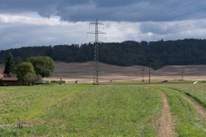 Road and trees upon a way home