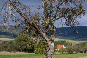 Road and trees upon a way home