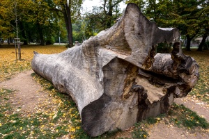 Tree trunk in the park