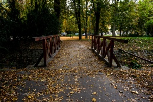 Tree trunk in the park