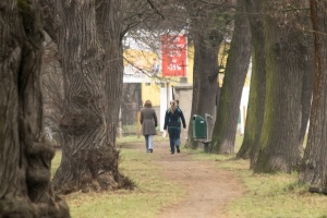 Tree alley in the park and narrow lane