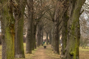 Tree alley in the park and narrow lane