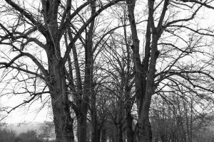 Tree alley in the park and narrow lane