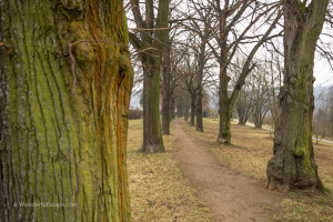 Tree alley in the park and narrow lane