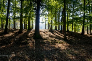 Trunks in the forest