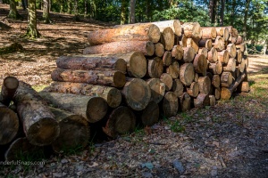 Trunks in the forest