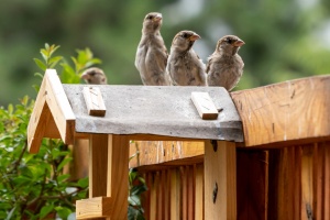 Sparrows in my garden