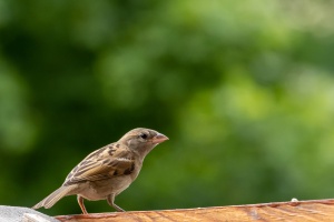 Sparrows in my garden